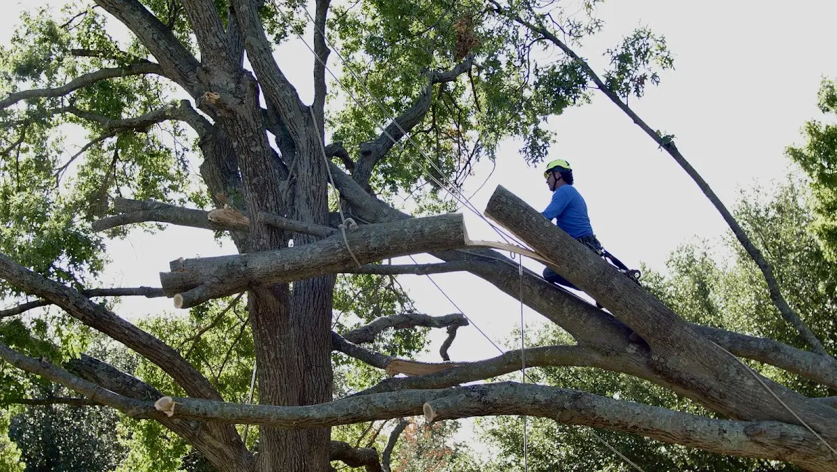Professional Crown Thinning performed by certified arborists in Levering