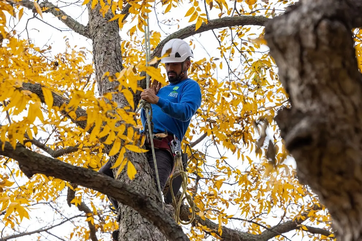 Skilled Dead Tree Removal crew working in Levering